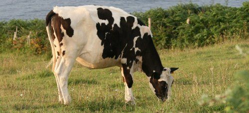 sindicato agrario coag asturias